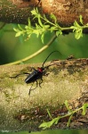 image of long_horned_beetle