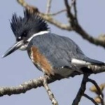 image of bird