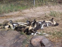 image of african_hunting_dog
