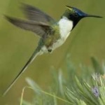image of bird
