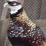 image of bird