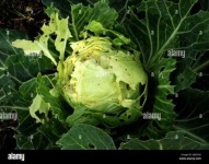 image of damage_to_cabbage_leaves