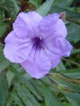 image of mexican_petunia #31