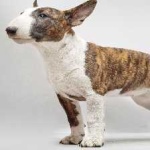 image of animal