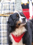 image of appenzeller
