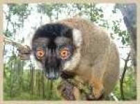 image of indri