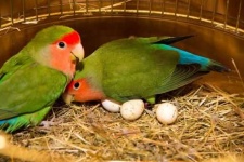 image of lovebird