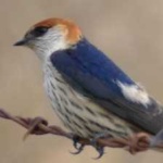 image of bird