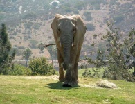 image of african_elephant