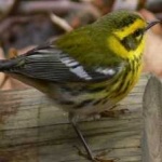 image of townsends_warbler