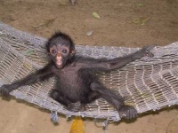 image of spider_monkey