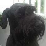 image of animal