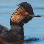 image of bird