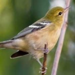 image of bird