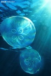 image of jellyfish