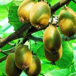 image of fruit_and_vegetable