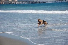 image of german_shepherd