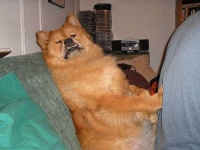 image of chow