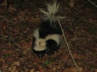 image of skunk