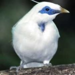 image of bali_starling #34