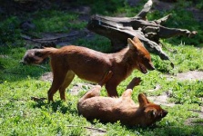 image of dhole
