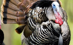 image of animal