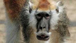 image of monkey #19