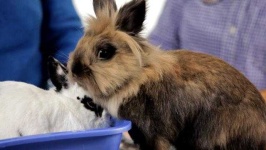image of animal