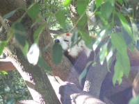 image of lesser_panda