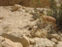 image of ibex