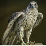 image of bird