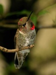 image of hummingbird