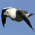 image of bird