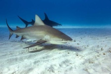 image of animal