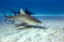 image of shark #23