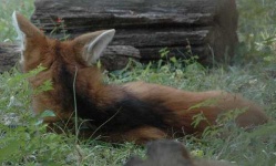 image of red_wolf