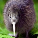 image of bird