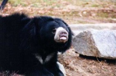 image of sloth_bear #1