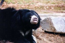 image of sloth_bear