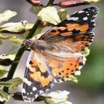 image of animal