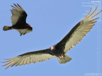 image of vulture