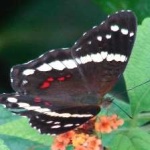 image of banded_butterfly #103