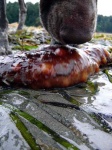 image of sea_cucumber