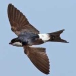 image of bird