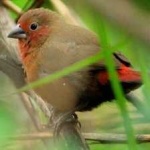 image of african_firefinch #6