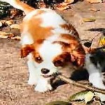 image of animal