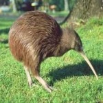 image of bird_kiwi #82