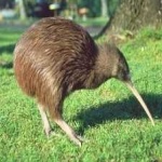 image of bird