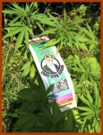 image of blueberry