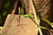image of vine_snake